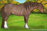 Horse Color:Liver Red Roan Rabicano 