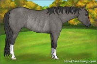 Horse Color:Grullo Rabicano 