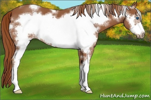 Horse Color:White Spotted Chestnut Sabino Frame 