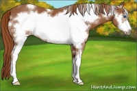 Horse Color:White Spotted Chestnut Sabino Frame 