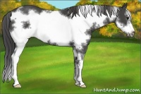 Horse Color:White Spotted Smoky Black Sabino Frame