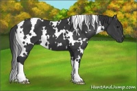 Horse Color:White Spotted Black 