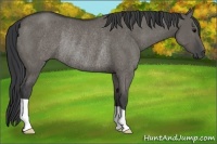 Horse Color:Grullo Rabicano 