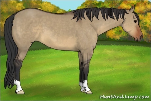 Horse Color:Brown Dun