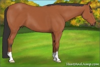 Horse Color:Bay 
