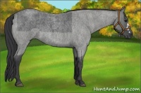 Horse Color:Blue Roan Brindle