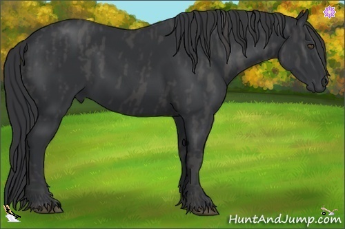 Horse Color:Black  Brindle