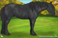 Horse Color:Black  Brindle