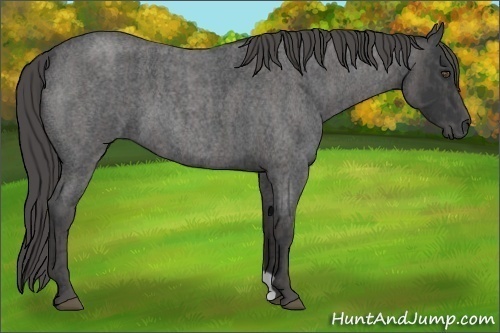 Horse Color:Blue Roan  Brindle