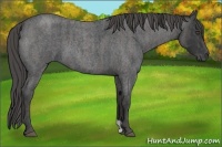 Horse Color:Blue Roan Brindle