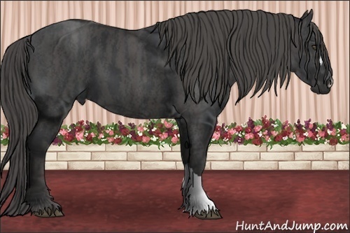 Horse Color:Black  Brindle