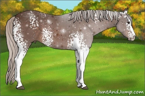 Horse Color:White Spotted Silver Bay Sabino