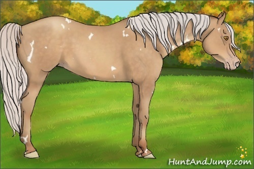 Horse Color:White Spotted Silver Sable Champagne 