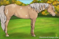 Horse Color:White Spotted Silver Sable Champagne 