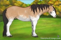 Horse Color:White Spotted Bay Dun