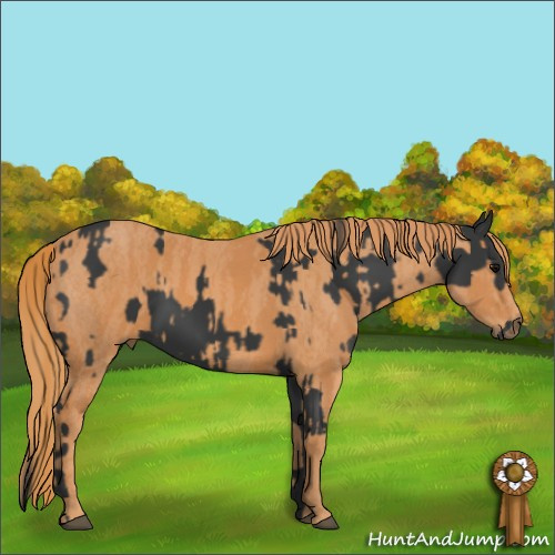 Horse Color:Black  Brindle