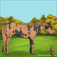 Horse Color:Black Brindle