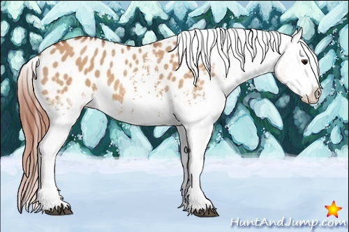 Horse Color:White Spotted Bay Dun Appaloosa
