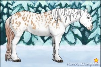 Horse Color:White Spotted Bay Dun Appaloosa 
