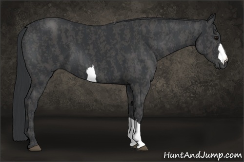 Horse Color:Black Brindle