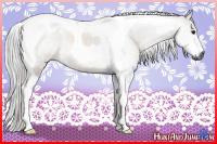 Horse Color:Gray Buckskin Tobiano 