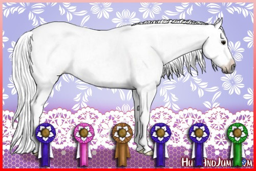 Horse Color:Gray Bay Sabino