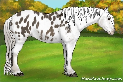 Horse Color:Chocolate Palomino Appaloosa 