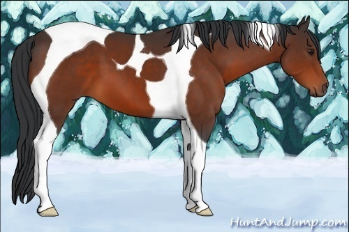 Horse Color:Bay Tobiano