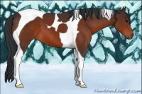Horse Color:Bay Tobiano 