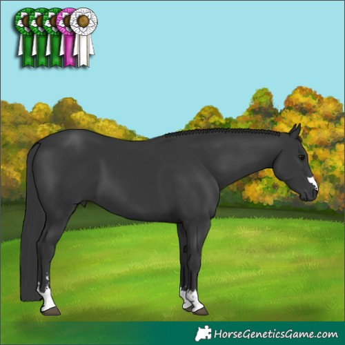 Horse Color:Black  Brindle