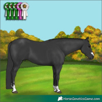 Horse Color:Black Brindle