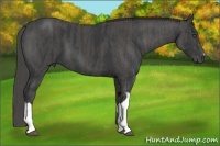 Horse Color:Black  Brindle