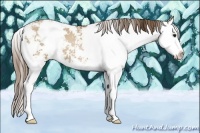 Horse Color:Grullo Pearl Sabino Splash