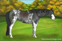 Horse Color:White Spotted Black Sabino