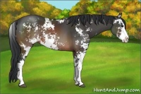 Horse Color:Brown Sabino 