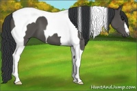 Horse Color:Grullo Tobiano