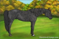 Horse Color:Black  Brindle