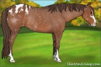 Horse Color:Liver Chestnut Sabino Blanket Rabicano 