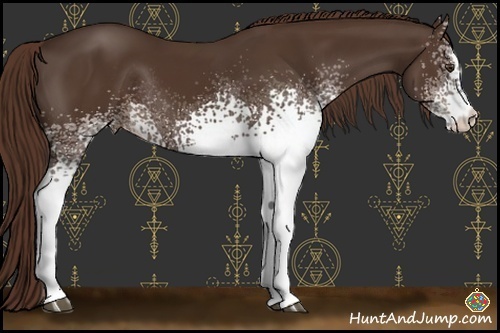 Horse Color:White Spotted Liver Chestnut Rabicano 