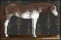 Horse Color:White Spotted Liver Chestnut Rabicano 