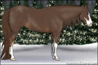 Horse Color:Liver Chestnut Sabino 