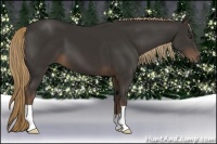 Horse Color:Liver Chestnut 