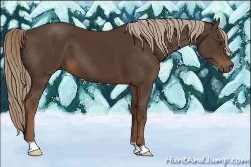 Horse Color:Liver Chestnut 