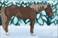 Horse Color:Liver Chestnut 