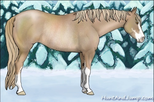 Horse Color:Liver Chestnut Pearl Sabino Rabicano 