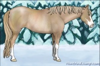 Horse Color:Liver Chestnut Pearl Sabino Rabicano 