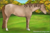Horse Color:Liver Chestnut Pearl