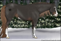 Horse Color:Liver Chestnut Sabino 