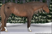Horse Color:Liver Chestnut Rabicano 