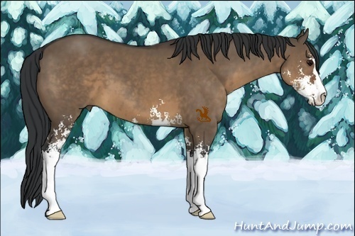 Horse Color:Brown Dun Sabino